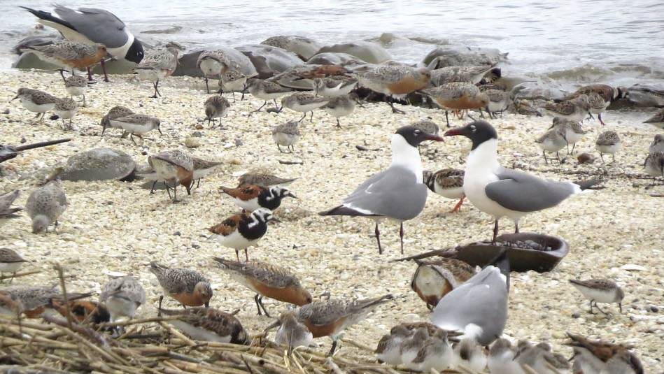 Red knots and ruddy turnstones by fishhawk is licensed under CC BY 2.0.